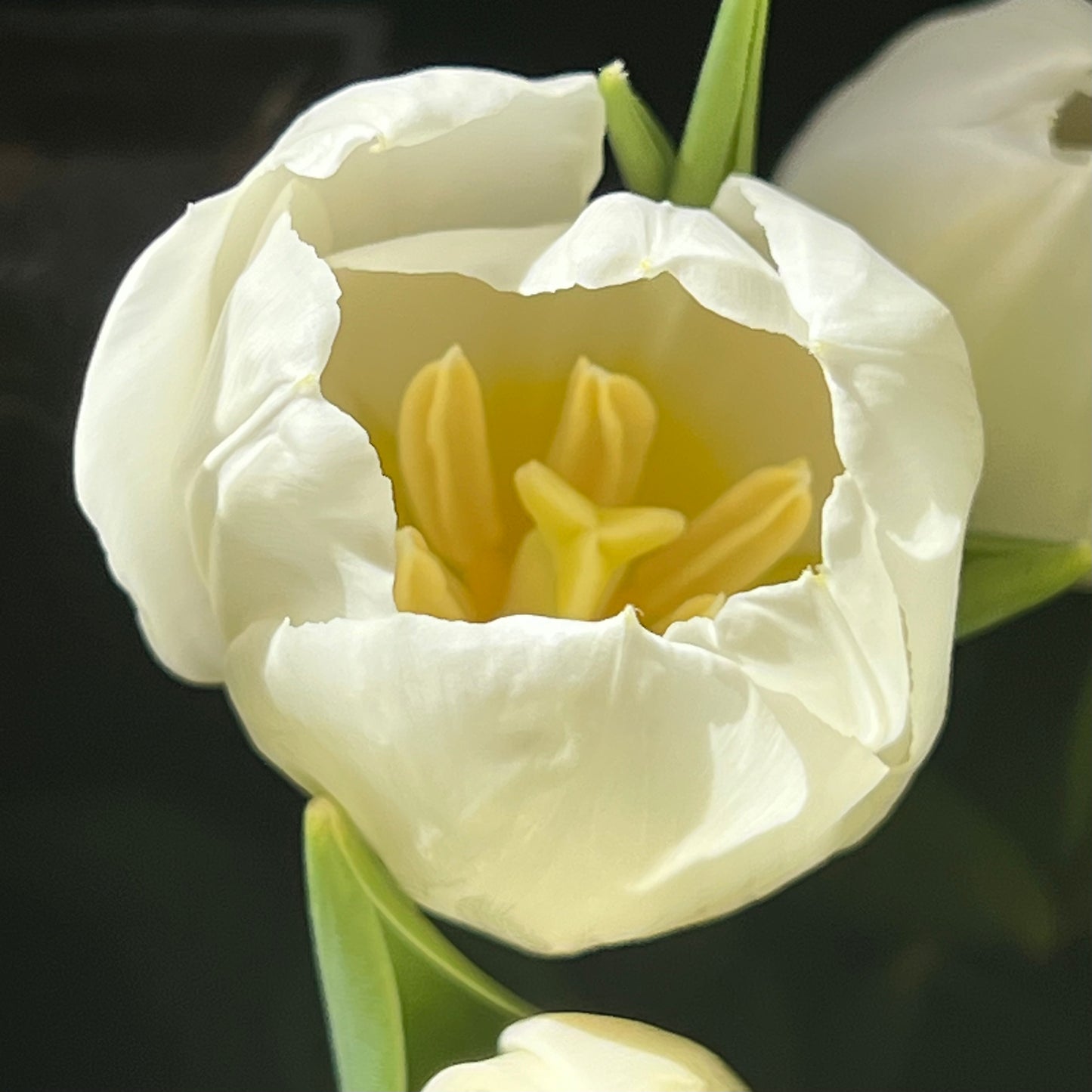 Ramo de Tulipanes Blancos
