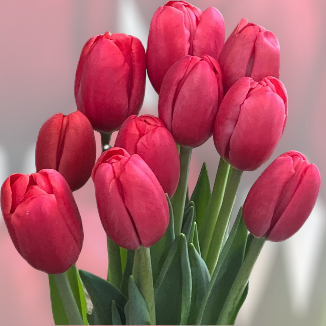 Tulipanes rojos en La Serena