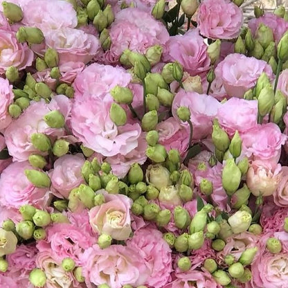 Lisianthus