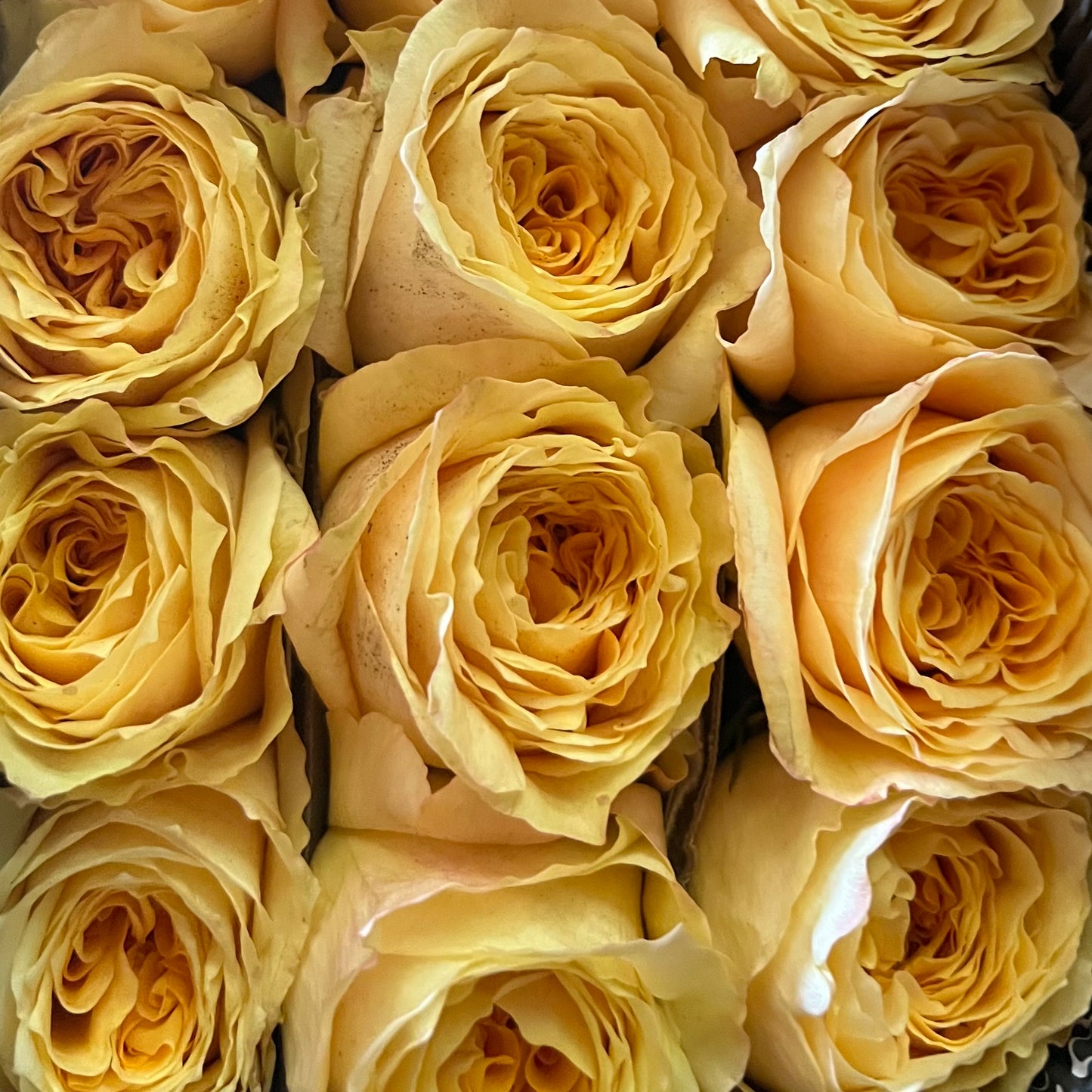Rosas tipo GARDEN