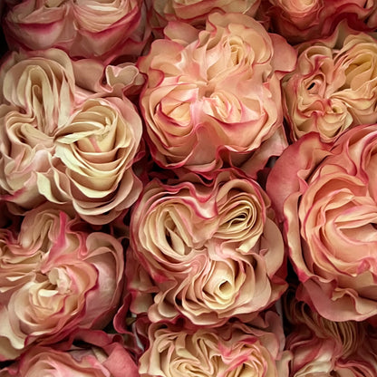 Rosas tipo GARDEN