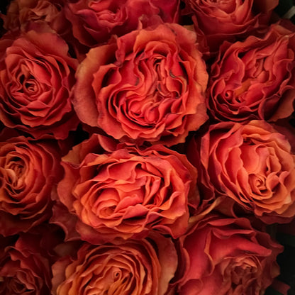 Rosas tipo GARDEN