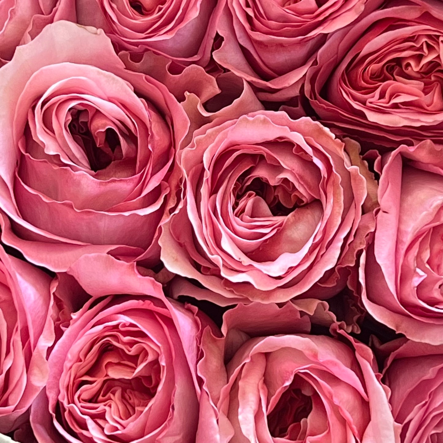 Rosas tipo GARDEN