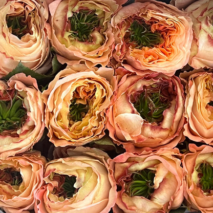 Rosas tipo GARDEN