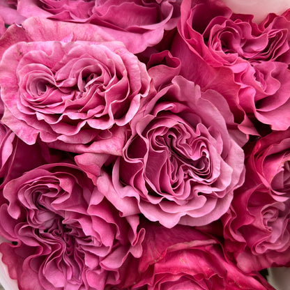 Rosas tipo GARDEN