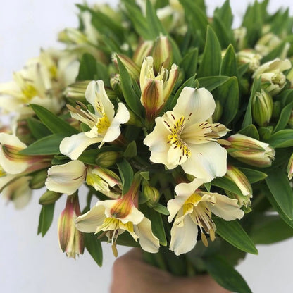 Alstroemerias