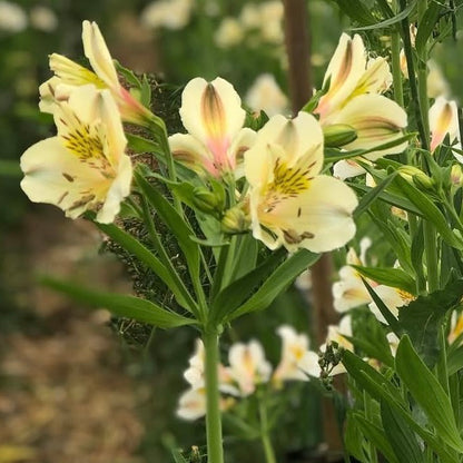 Alstroemerias