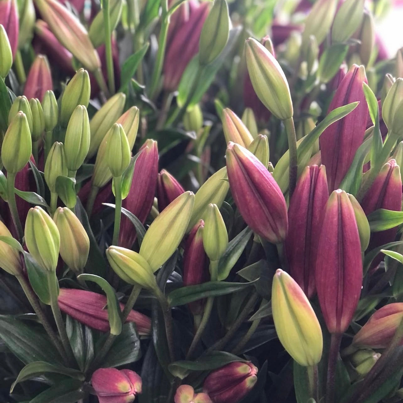 Lilium