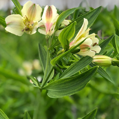 Alstroemerias