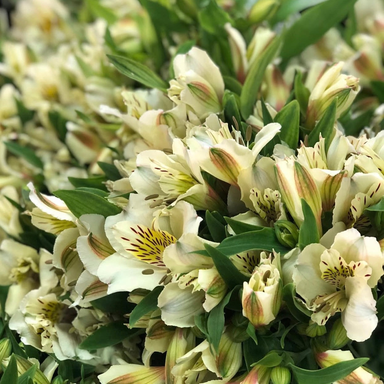 Alstroemerias