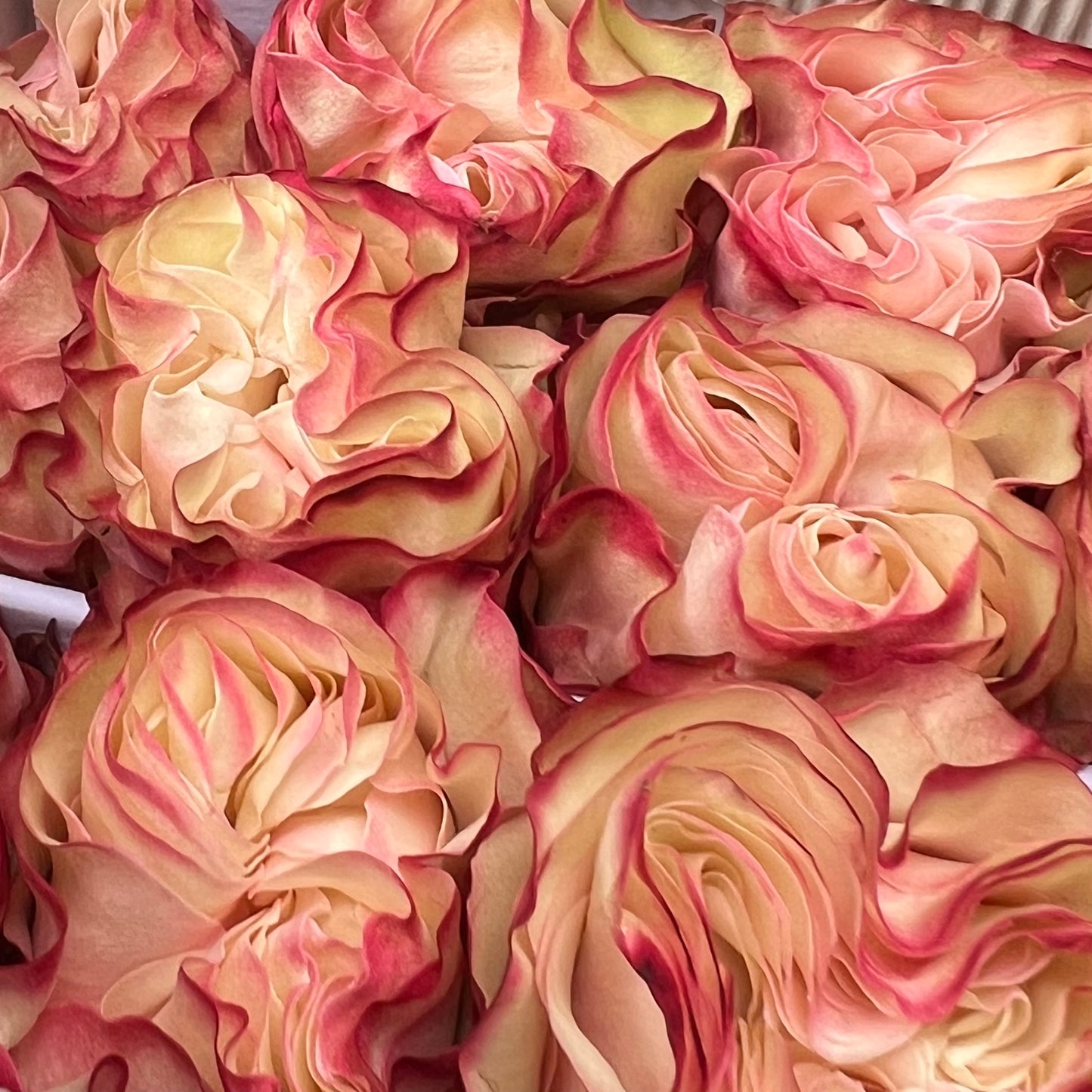 Rosas tipo GARDEN