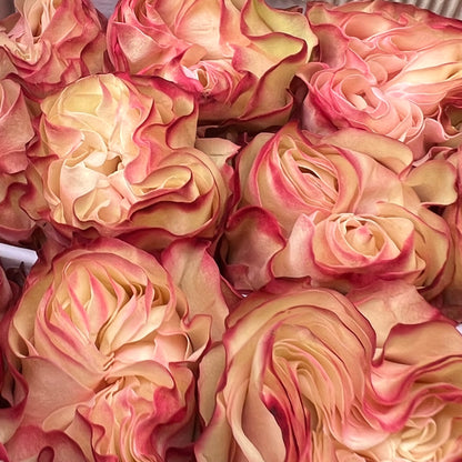 Rosas tipo GARDEN