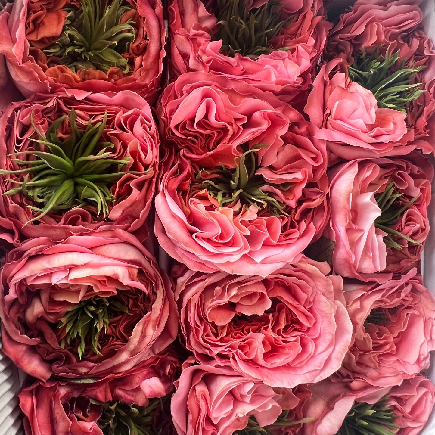 Rosas tipo GARDEN