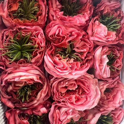 Rosas tipo GARDEN