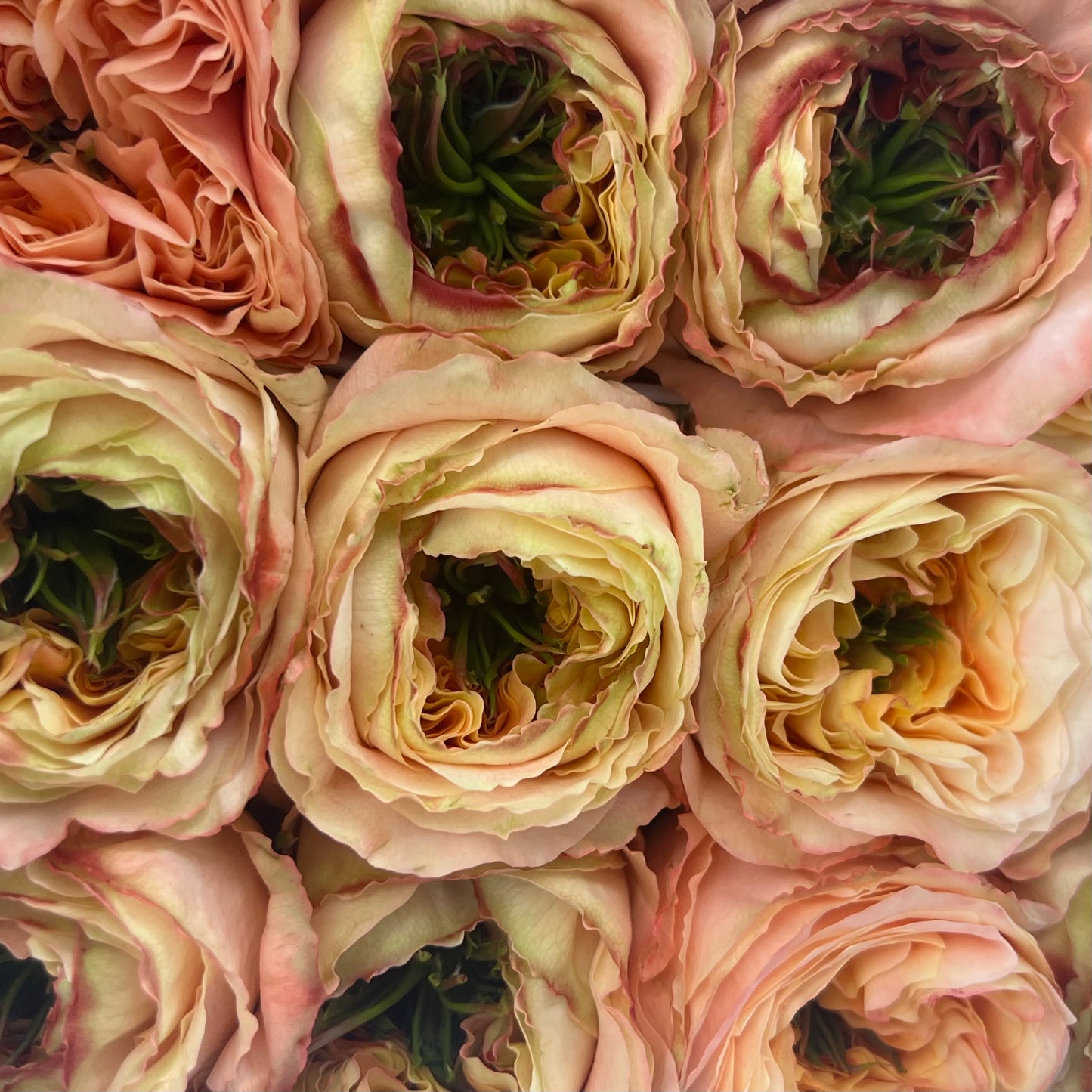 Rosas tipo GARDEN