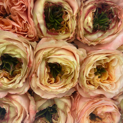 Rosas tipo GARDEN