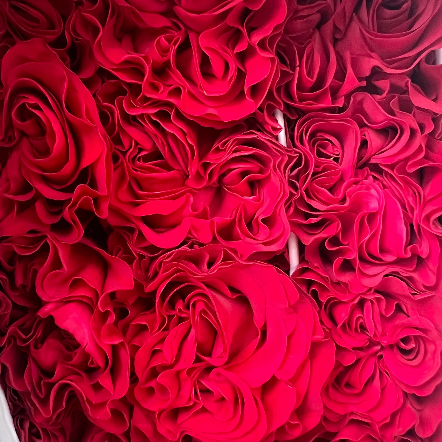 Rosas tipo GARDEN