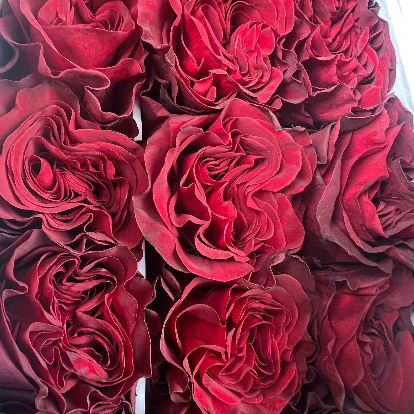 Rosas tipo GARDEN
