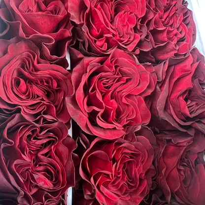 Rosas tipo GARDEN