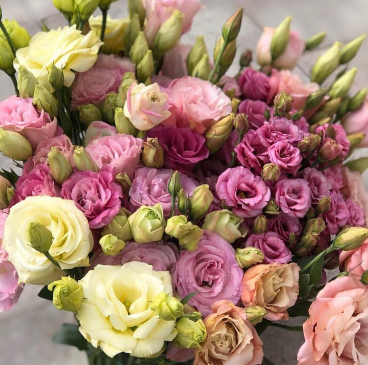 Lisianthus