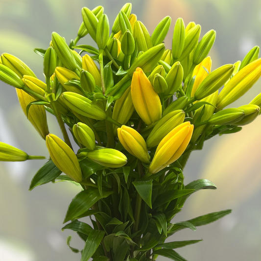Lilium