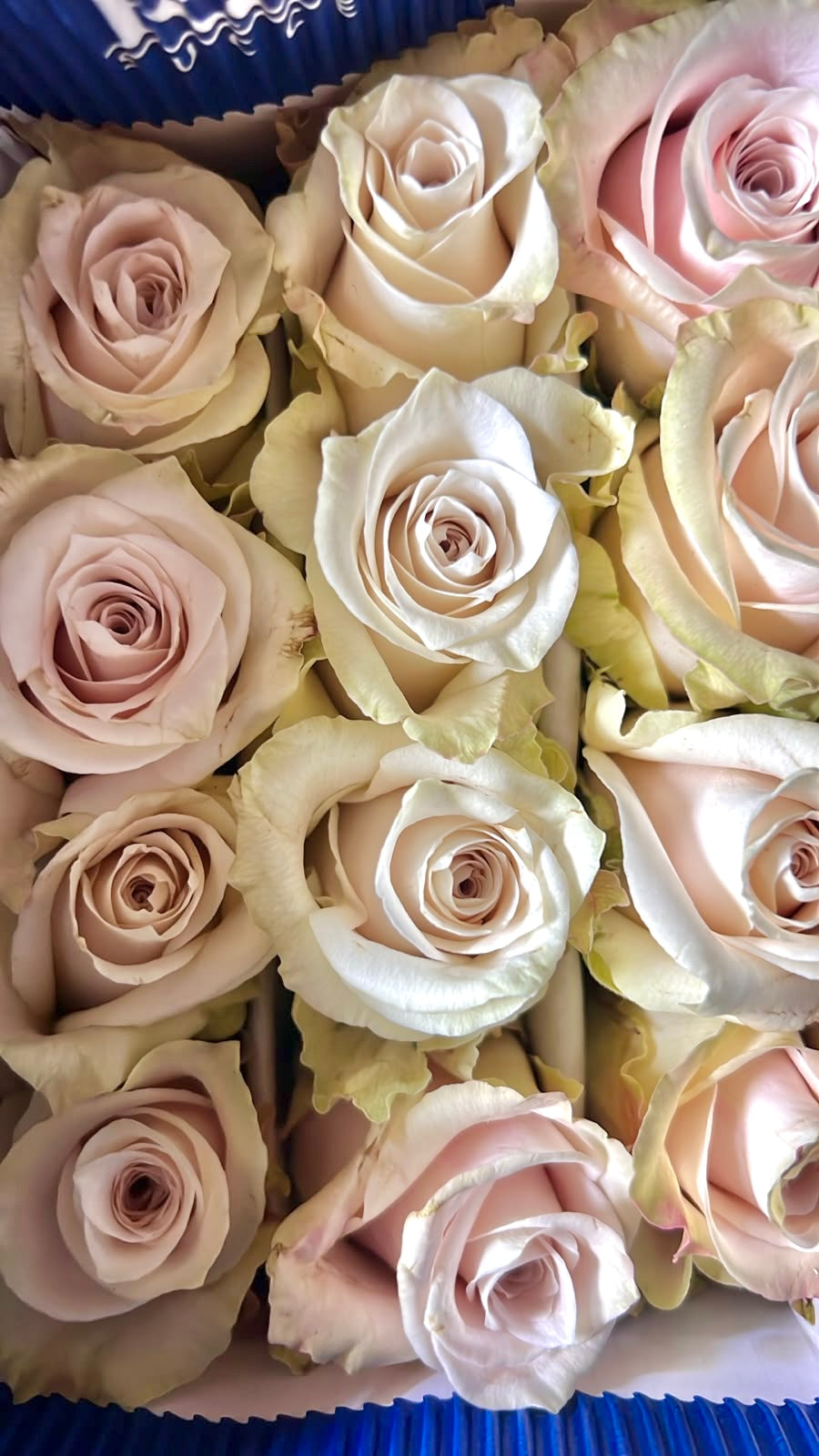 Ramo de 24 Rosas Ecuatorianas